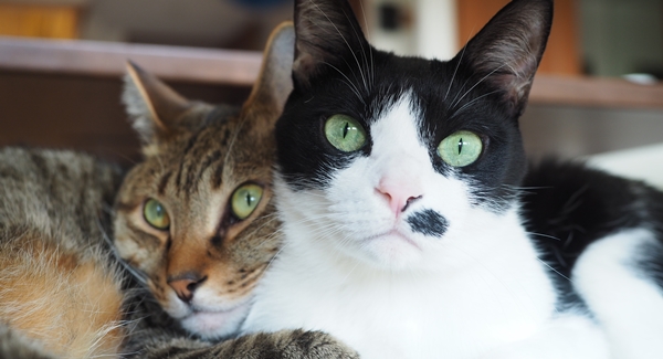 らひ子のプロフィール(飼い猫)