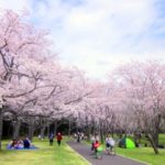 花見のおすすめ持ち物リスト!子連れの場合や夜の花見に便利なのは