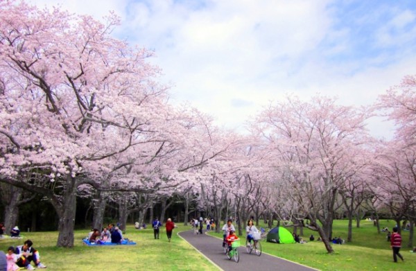 花見のおすすめ持ち物リスト!子連れの場合・夜の花見に便利なのは