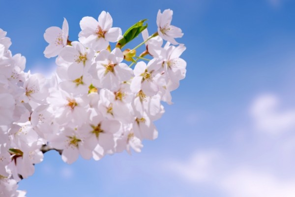 入学祝いのお返しは必要?するならいつまでに?相場やのしについて