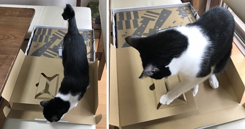 ニンテンドーラボで遊ぶ猫