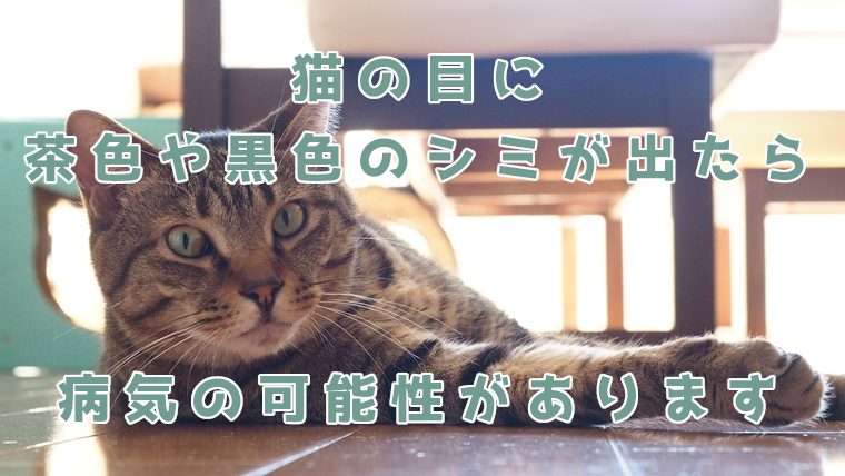 猫の目に茶色や黒色のシミが出たら病院を受診しよう、病気の可能性あり 