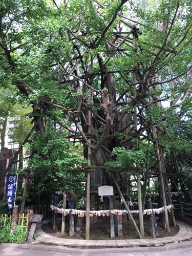 稲毛神社の御神木「大銀杏」
