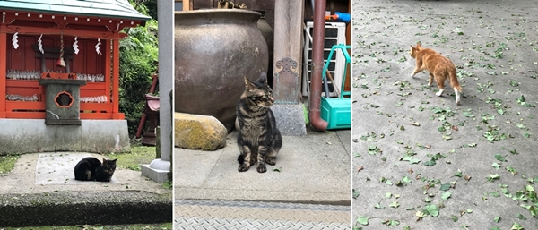 海南神社の猫