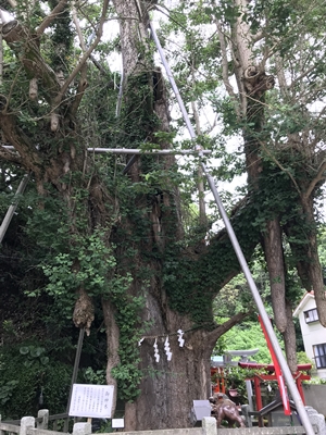 海南神社の御神木