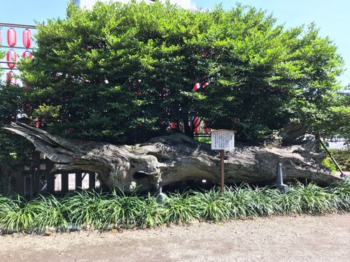 瀬戸神社の蛇混柏(じゃびゃくしん)