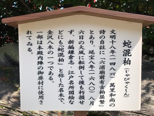 瀬戸神社の蛇混柏(じゃびゃくしん)の説明