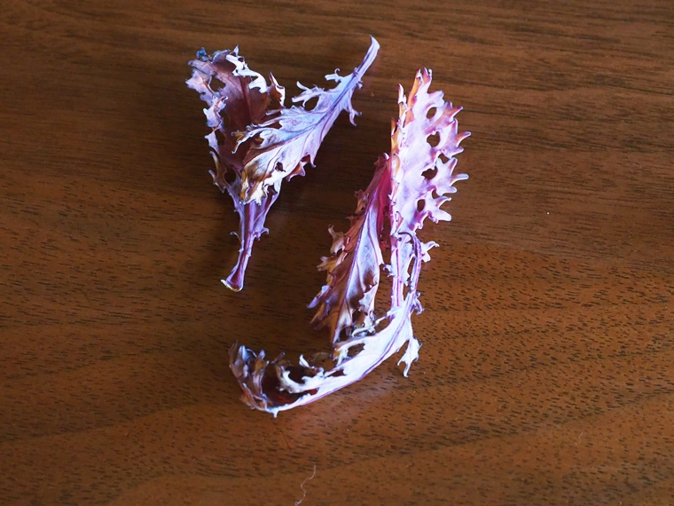 お花の経過-11日目